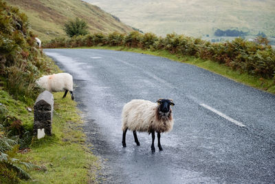 Sheep on field