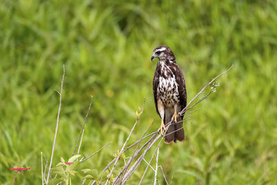 Close-up of bird perching on plant