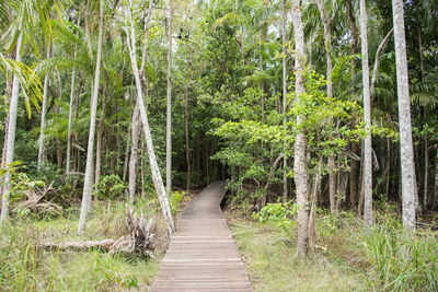 Footpath amidst trees in forest