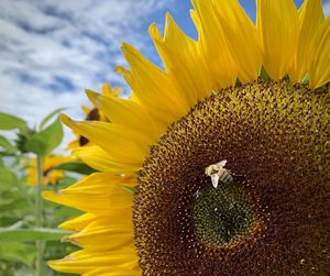 Bee and sunflower 