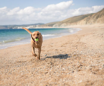 Dog carrying ball in mouth while running at beach