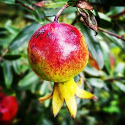 Close-up of apple on tree