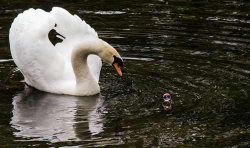 Swan floating on lake