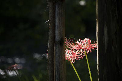 Close-up of pink flower