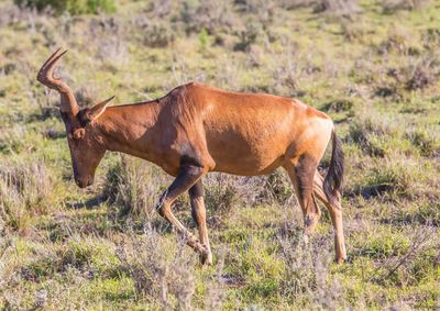 Side view of a horse on field