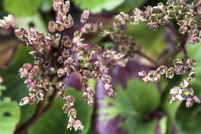 Close-up of pink flowers