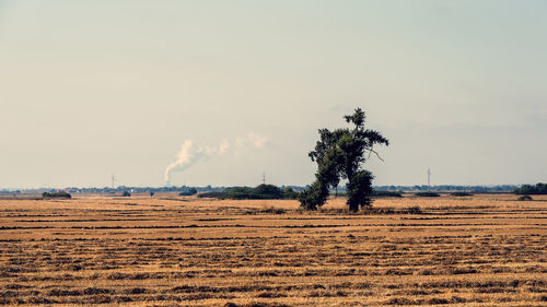 Tree on field against sky