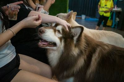 Midsection of woman with dog