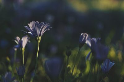 Close-up of purple flowering plant