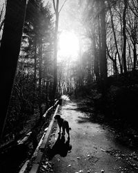 Dog in forest against sky