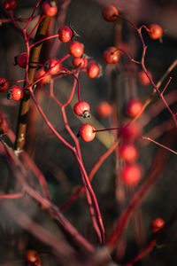 Close-up of red berries growing on tree