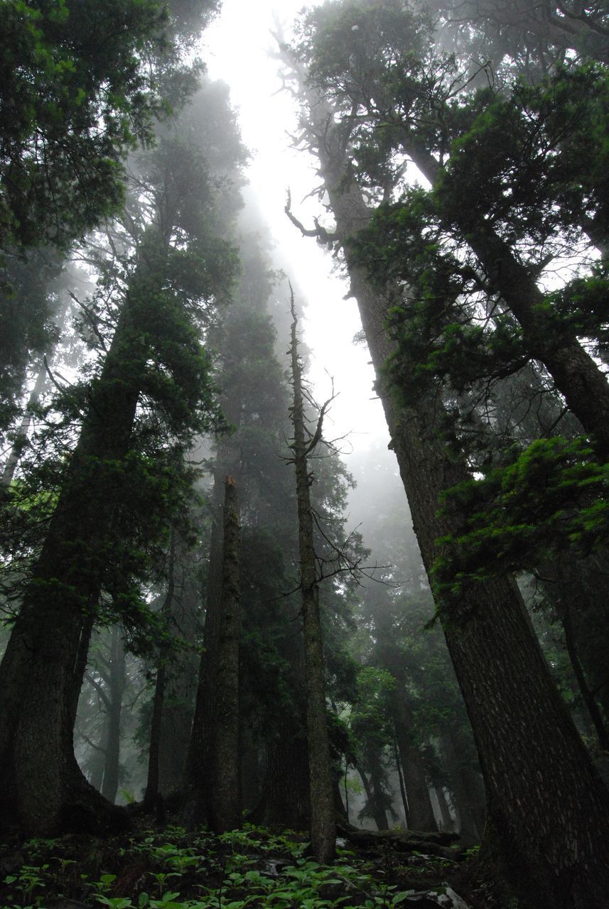 LOW ANGLE VIEW OF TREES AGAINST SKY IN FOREST