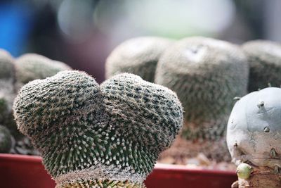 Close-up of succulent plant