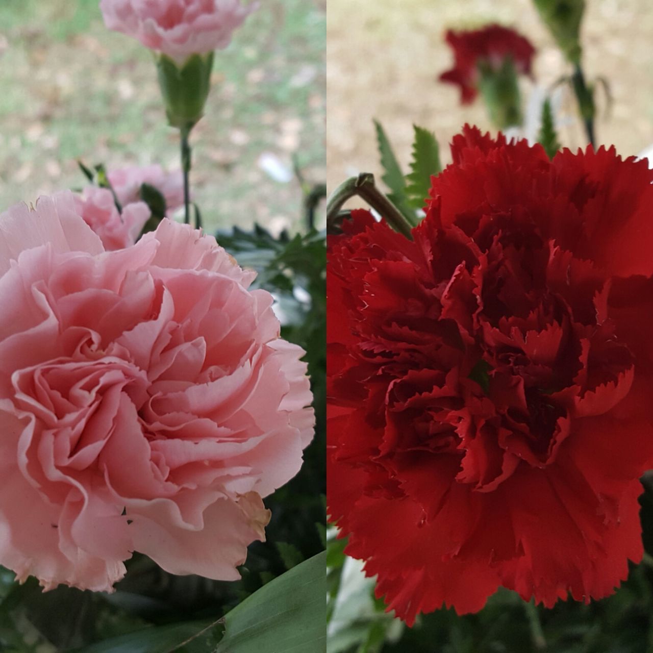 CLOSE-UP OF PINK FLOWERS BLOOMING