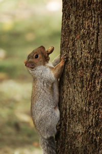 Close-up of squirrel on tree trunk