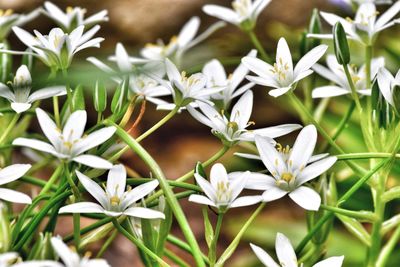 Close-up of white flowering plants