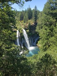 Scenic view of waterfall in forest