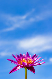 Close-up of pink flower against blue sky
