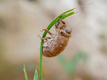 Close-up of insect on leaf