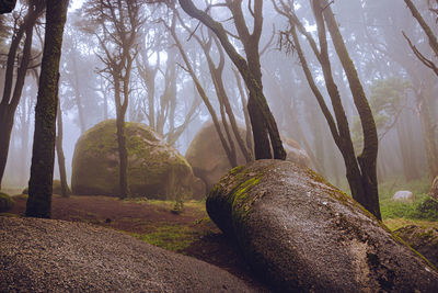 View of trees in forest