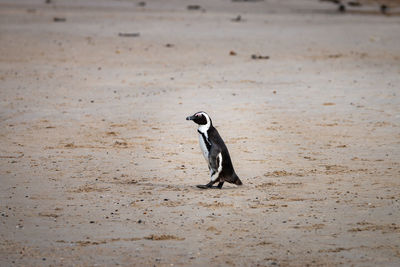 African penguins at seaforth beach colony in cape town, south africa