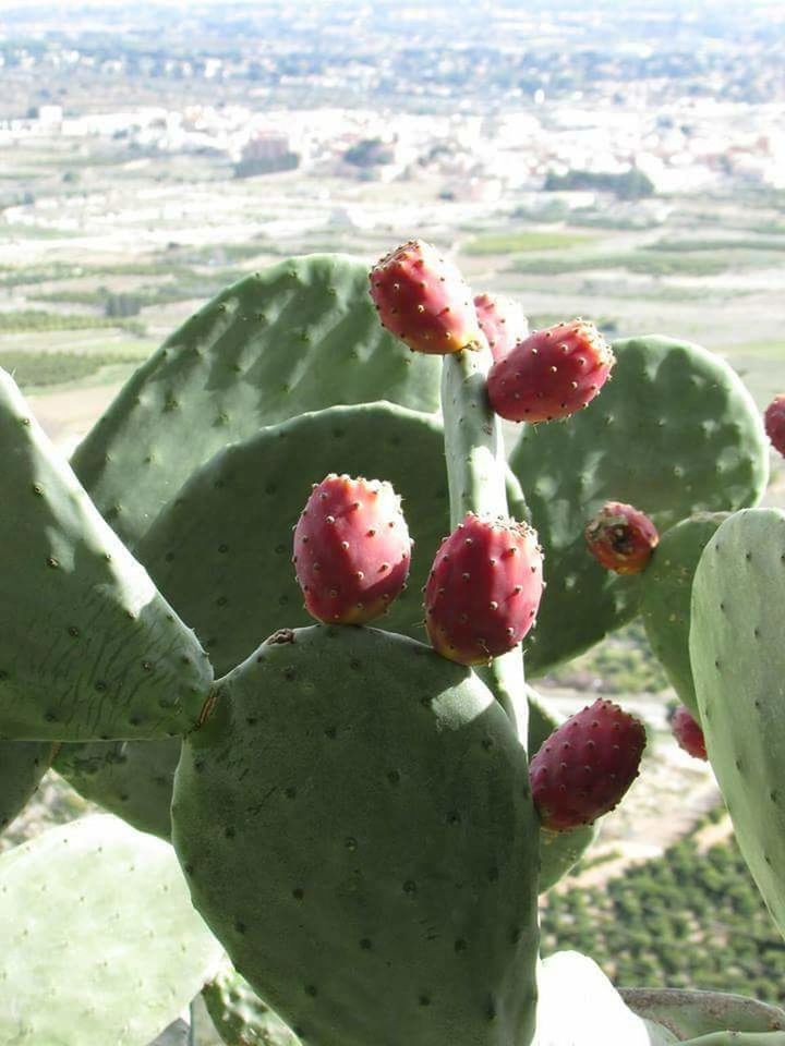 CLOSE-UP OF PRICKLY PEAR CACTUS ON PLANT