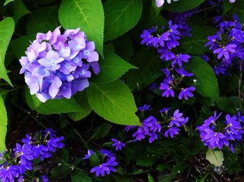 Close-up of purple flowers