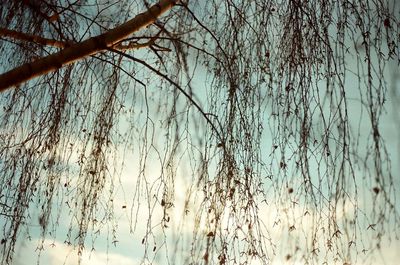 Low angle view of bare trees against sky