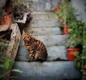 Cat sitting outdoors