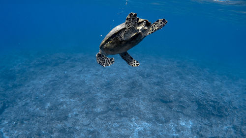 Hawksbill sea turtle at apo reef coral garden