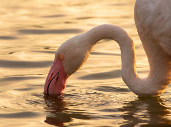 Flamingo on the pond