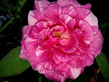 Close-up of pink flowers