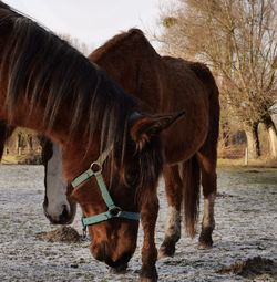 Horse standing on field