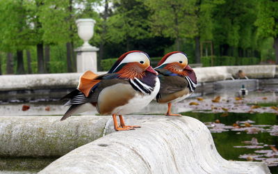 Birds perching on a tree