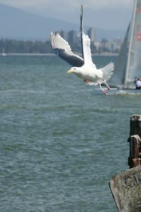 Seagull flying over sea