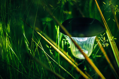 Close-up of dew on grass