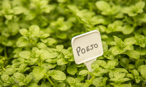 Close-up of information sign for sale