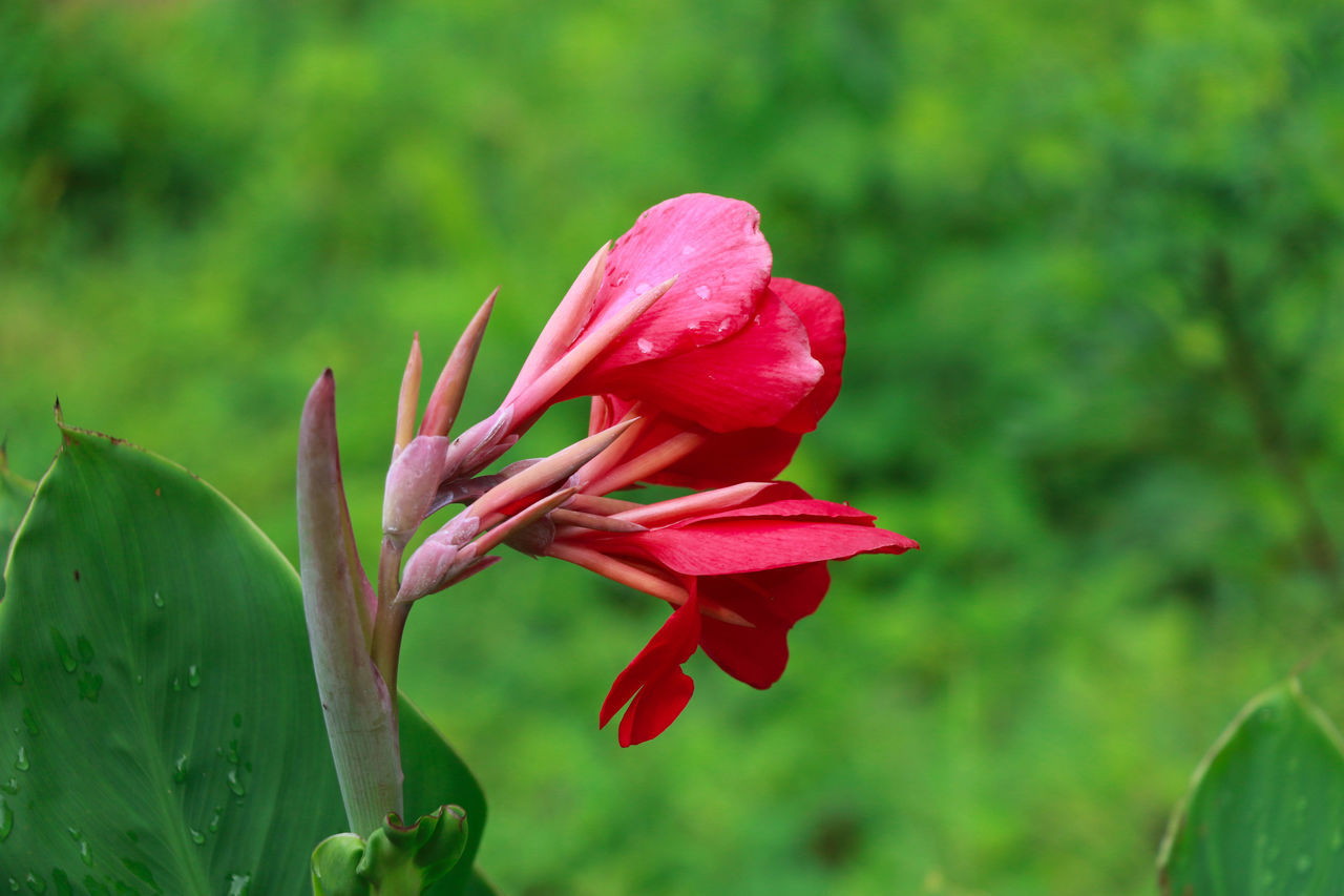 plant, flower, flowering plant, beauty in nature, freshness, petal, fragility, nature, close-up, inflorescence, flower head, growth, green, pink, plant part, leaf, focus on foreground, red, wildflower, macro photography, no people, springtime, outdoors, blossom, botany, bud, day, environment, water, magenta, lily