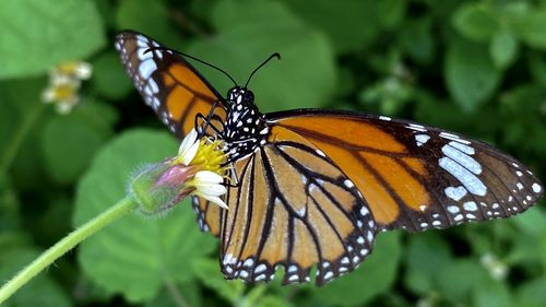 Close-up of butterfly pollinating on flower