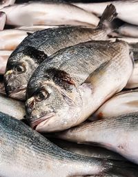 Close-up of fish for sale in market