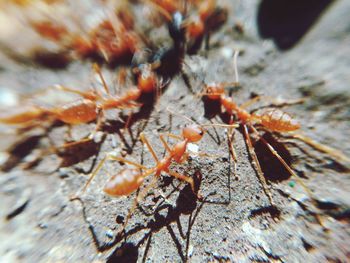 Close-up of spider