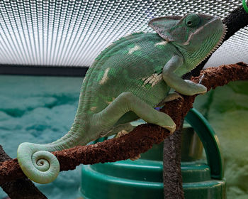 Close-up of a lizard