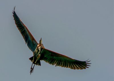 Low angle view of birds flying in sky