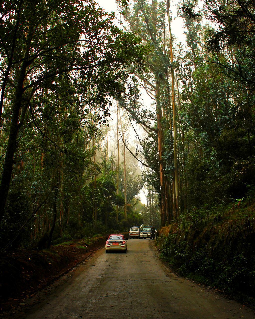 VEHICLES ON ROAD AMIDST TREES IN FOREST