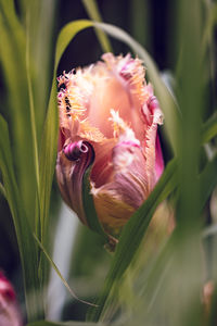 Close-up of rose