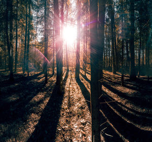 Sunlight streaming through trees in forest
