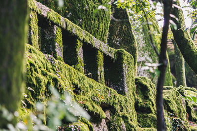 Close-up of moss growing on tree trunk