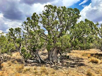 Trees growing on field against sky