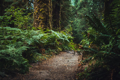 Footpath amidst trees in forest