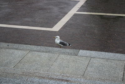 High angle view of seagull on footpath